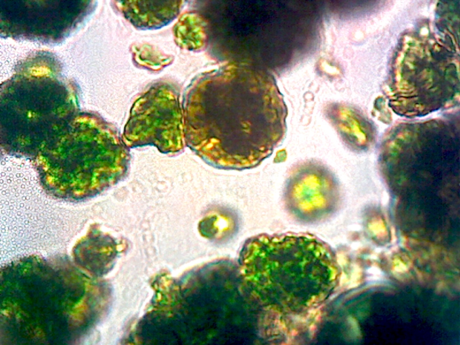 Broken cell walls of chlorella